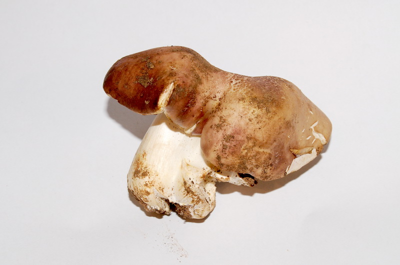 Russula vesca